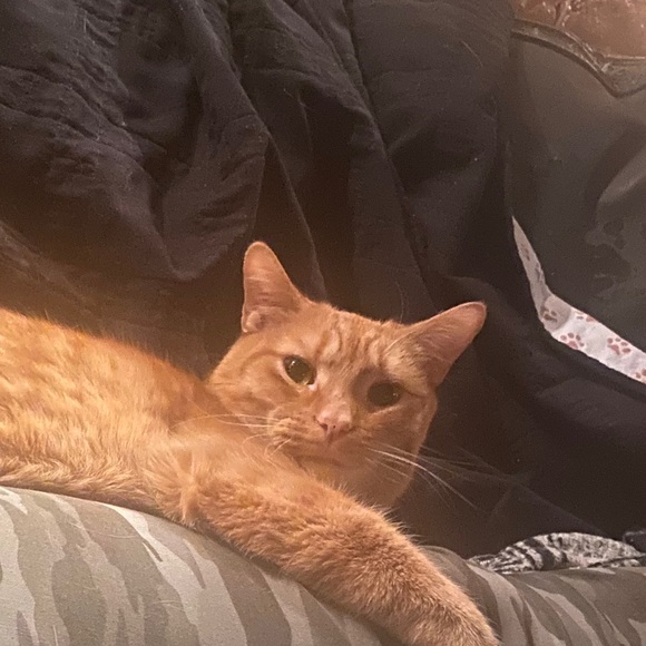 Meet your Posher, Isabelle - Picture 1 of 1